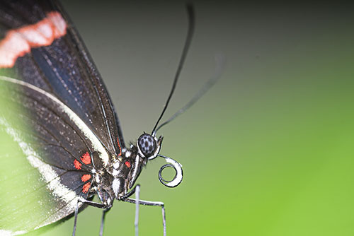 A Heliconius erato with a pollen load on the proboscis
